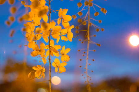 Cassia fistula in Tainan, Taiwan / yellow flower in tropical in summerの写真素材