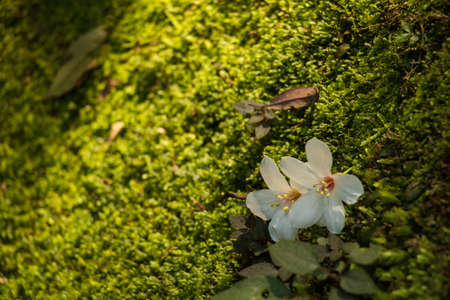 Vernicia fordii flowerの写真素材
