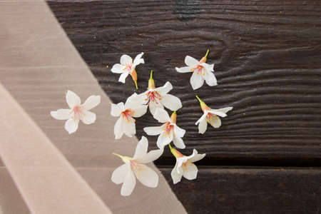 Vernicia fordii flower