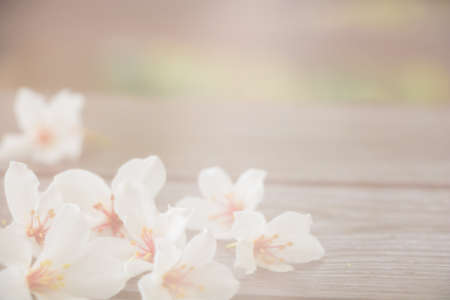 Vernicia fordii flowerの写真素材