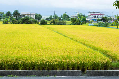 Agriculture in 
eastern Taiwanの写真素材