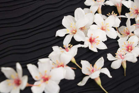 A close-up view of tung blossoms on a black background.の写真素材