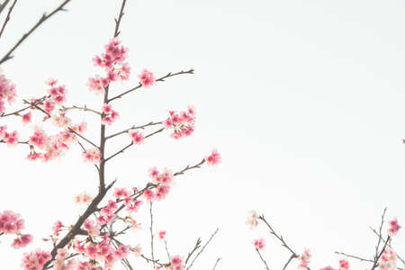 Cherry blossom flower in blooming with branch isolated on white background for spring season.の写真素材