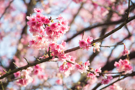 Tamsui Palace, Tamsui Town, New Taipei City-Feb 2,2019: Cherry Blossom of Tianyuan Palace in sunny day.のeditorial素材