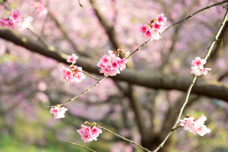 Cherry blossom flower in blooming with branch isolated on blurred background for spring season in Taipei, Taiwan.のeditorial素材