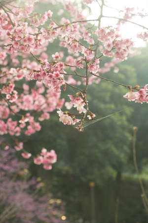 Tamsui Palace, Tamsui Town, New Taipei City-Feb 2,2019: Cherry Blossom of Tianyuan Palace in sunny day.のeditorial素材