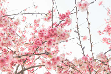 Cherry blossom flower in blooming with branch isolated on white background for spring season.のeditorial素材