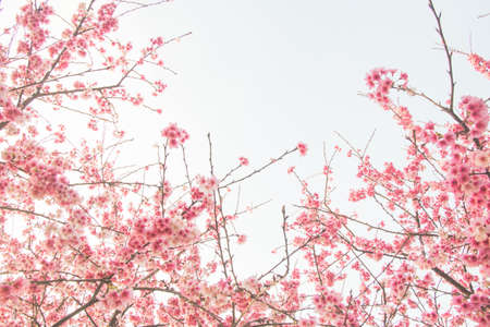 Cherry blossom flower in blooming with branch isolated on white background for spring season.