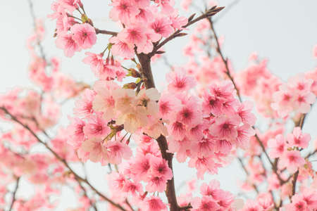 Tamsui Palace, Tamsui Town, New Taipei City-Feb 2,2019: Cherry Blossom of Tianyuan Palace in sunny...