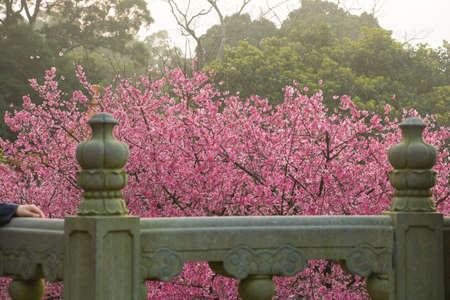 Tamsui Palace, Tamsui Town, New Taipei City-Feb 2,2019: Cherry Blossom of Tianyuan Palace in sunny day.のeditorial素材