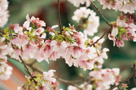 Cherry blossoms are in full bloom at Tianyuan temple, Taipei, Taiwan