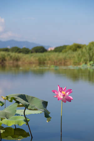 Beautiful lotus flower in the pond. This is the flower of the Buddha.の写真素材