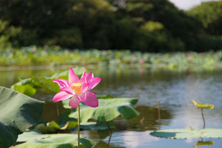 Beautiful lotus flower in the pond. This is the flower of the Buddha.の写真素材