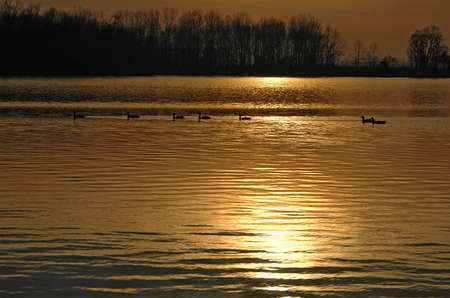 Ducks swiming on a leke during a sunsetの写真素材