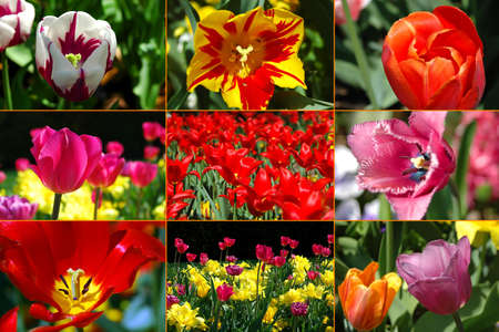 Tulips montage of diversity in the natural world.の写真素材