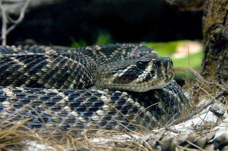 Rattlesnake coiled up waiting to strikeの写真素材