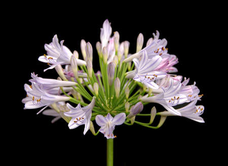 Lily of the Nile Flower isolated over a black background.の写真素材