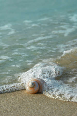 Spiral seahell on shore