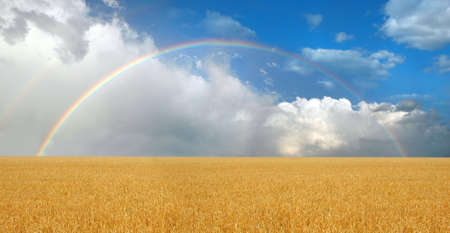Rainbow over wheatfieldの写真素材