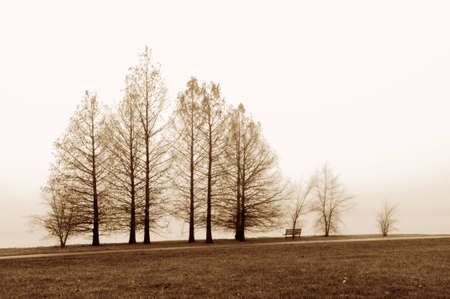 Trees against fog by the shore of a lake.の写真素材