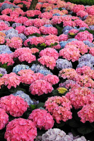 Colorful hydrangea flower garden