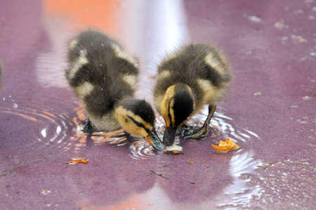 Two Mallard ducklings eating from shallow waterの写真素材