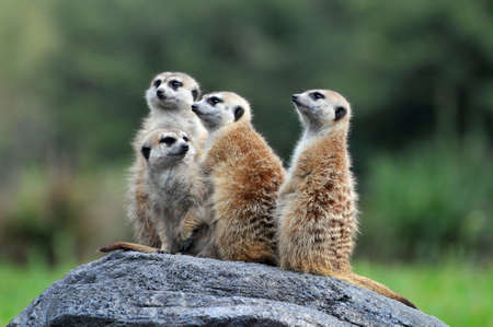 Group of meerkats standing on Rochの写真素材