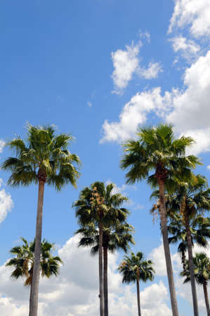 Group of palm trees over a blue skyの写真素材