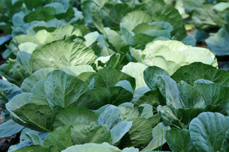 Cabbage field
