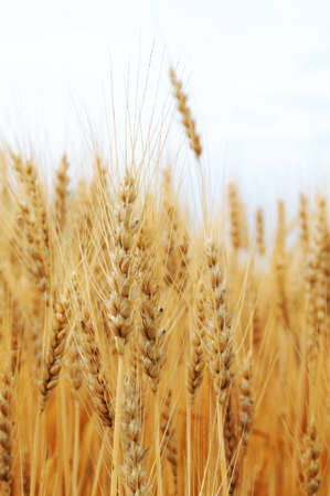 Detail of golden wheat in a field