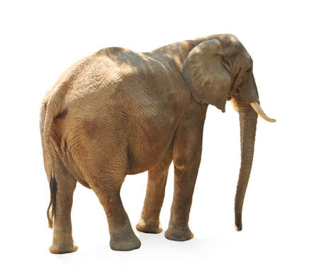 African elephant isolated over a white backgroundの写真素材