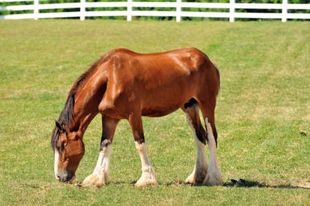 Young Cladesdale horse on a farm's pastureの写真素材