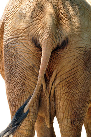 Elephant behind isolated over a white backgroundの写真素材