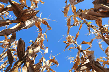 Corn field in a view from belowの写真素材