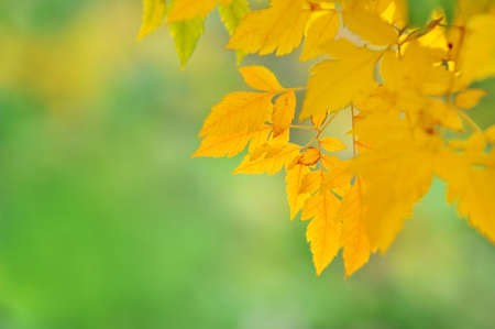 Golden autumn leaves against a light green backgroundの写真素材