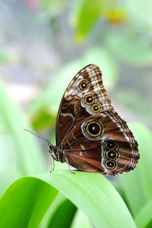 Morpho butterfly with wings folded resting on leaf