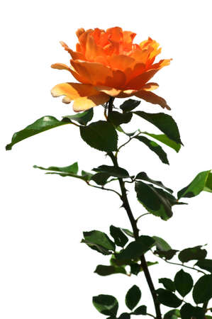 Orange rose isolated over a white backgroundの写真素材