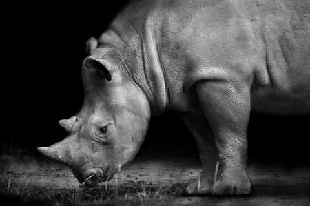 Rhinoceros bending to eat over dark backgroundの写真素材