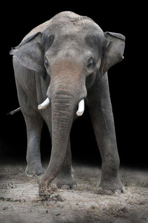 Young Asian elephant eating vegetations over a dark backgroundの写真素材