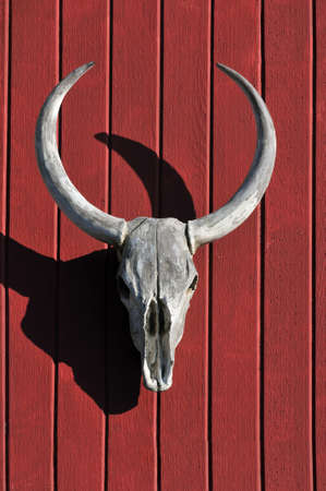 Skull of bull over a red wood backgroundの写真素材