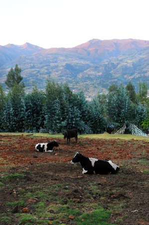 Cows resting in the countryside of Cajabamba, Peruの写真素材