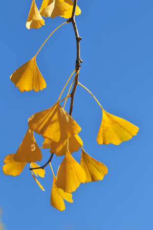 Close up of ginkgo leaves in the fall over blue skyの写真素材