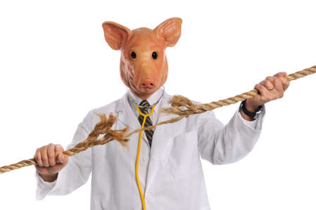 Swine Flu epidemic concept with pig dressed as doctor breaking frayed rope