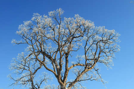 Tree with small branches covered in ice over blue background