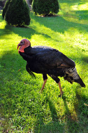 Wild turkey walking outdoors in late afternoon