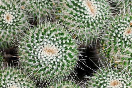 Pincushion cactus in macro viewの写真素材