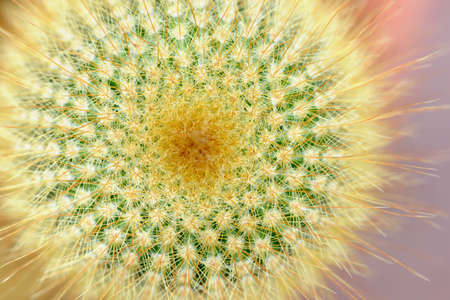 Top macro view of yellow tower cactus