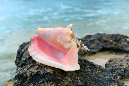 Conch shell on rock in Caicos Island, West British Islandsの写真素材