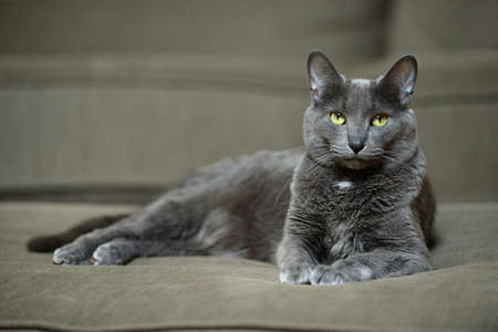 Domestic Korat cat laying on sofaの写真素材