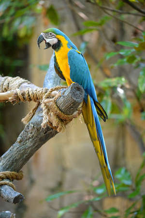 Blue and yellow macaw perched on tree